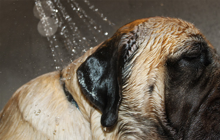 dog in bath